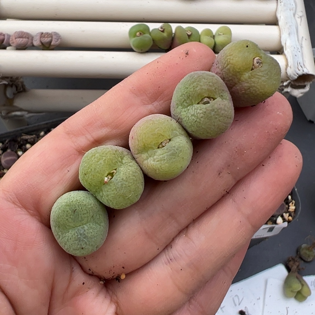 12.24好看的多肉脱土发货752