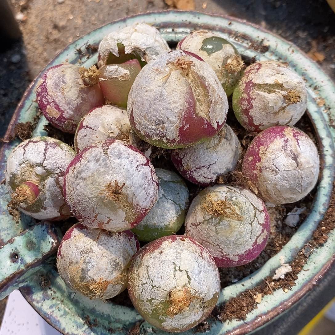 2.5厘米以上有瑕疵灯泡两颗