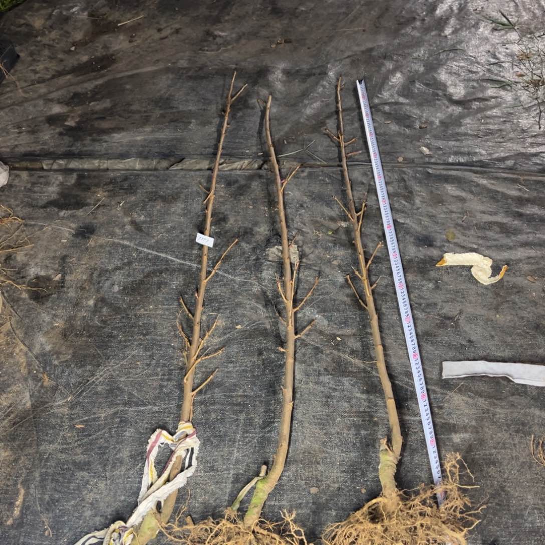 不开花植物染井吉野樱裸根（7777）