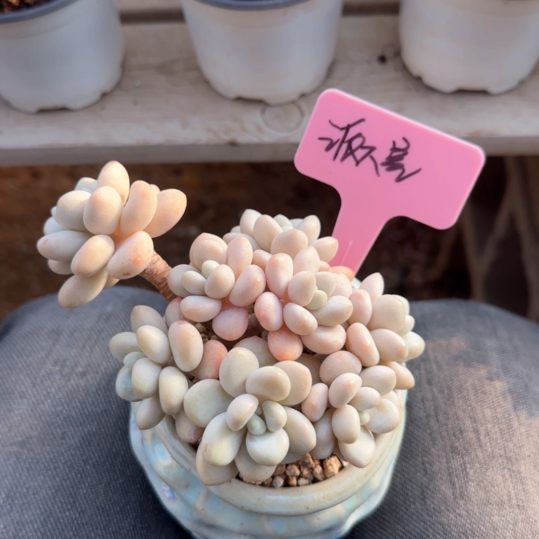 白奶糖群老桩五十包邮