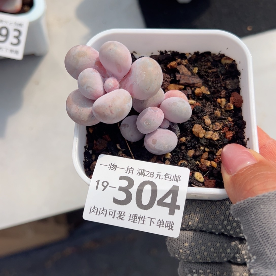 奶酪多肉多肉多肉多肉