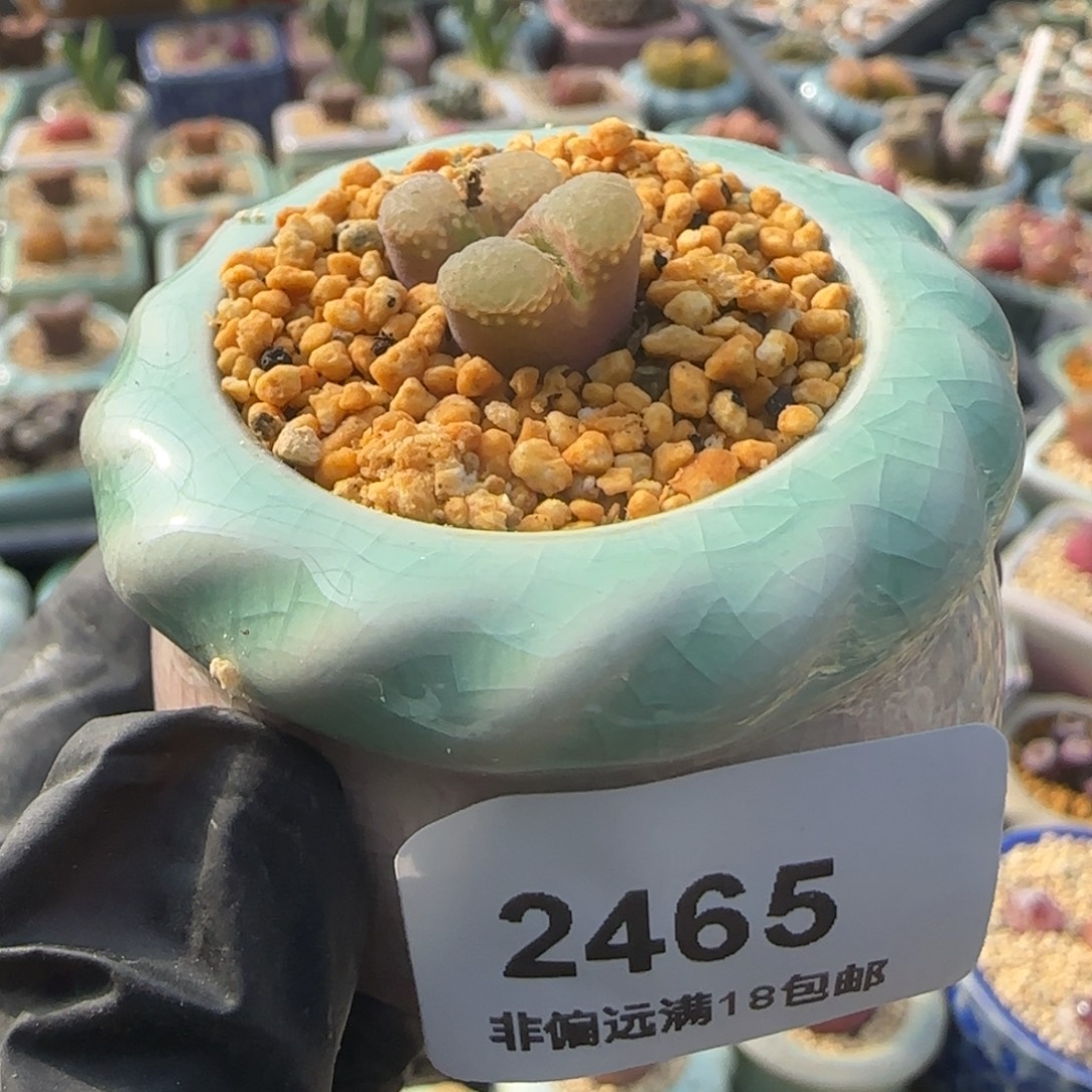 2465--一物一拍 带盆 樱花