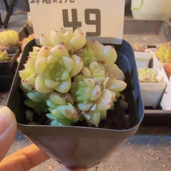 049，带盆带土发货