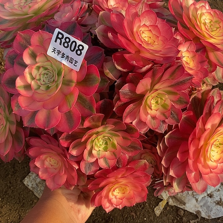 宁***子多肉植物倾城808多肉