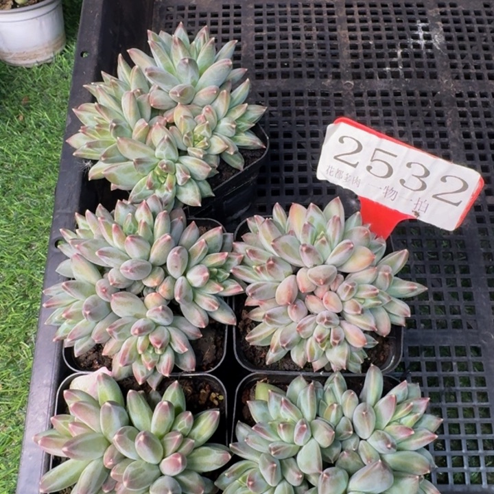2532多肉植物一物一拍