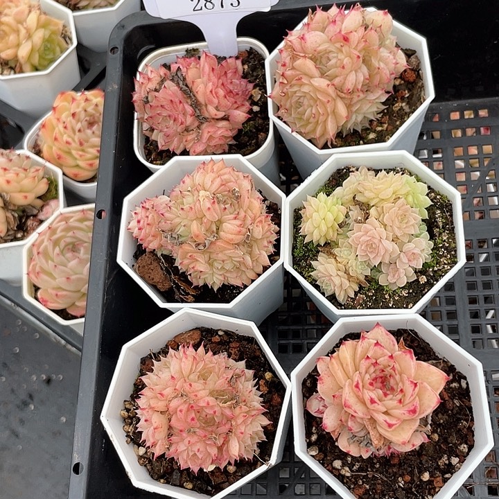 薇薇安园艺多肉2873