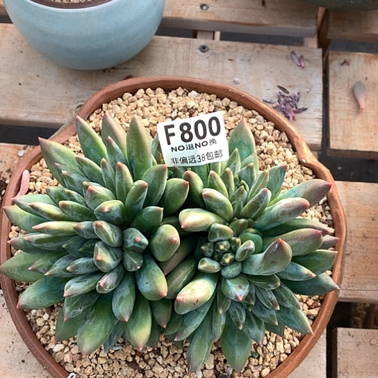 重楼大群800  需延迟发货退款拉黑