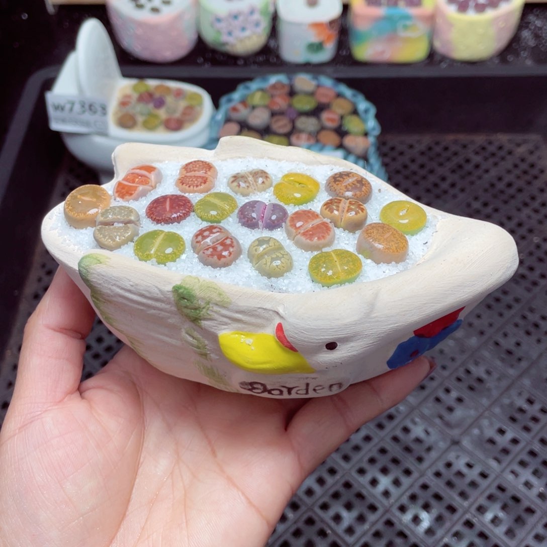 w7365 -零下地区拍保温箱-15支持寄养