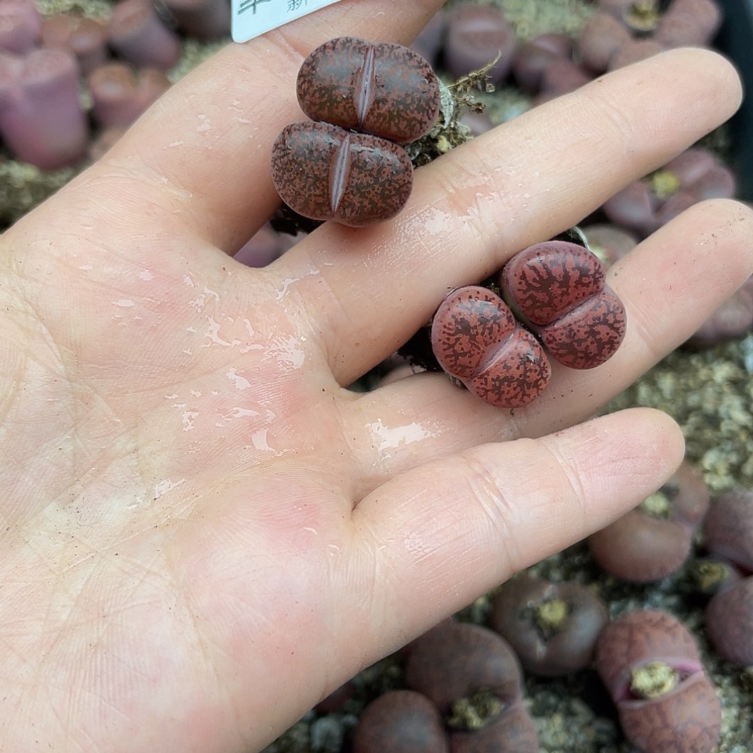 嘎***啦1460000000花花花花花花花花