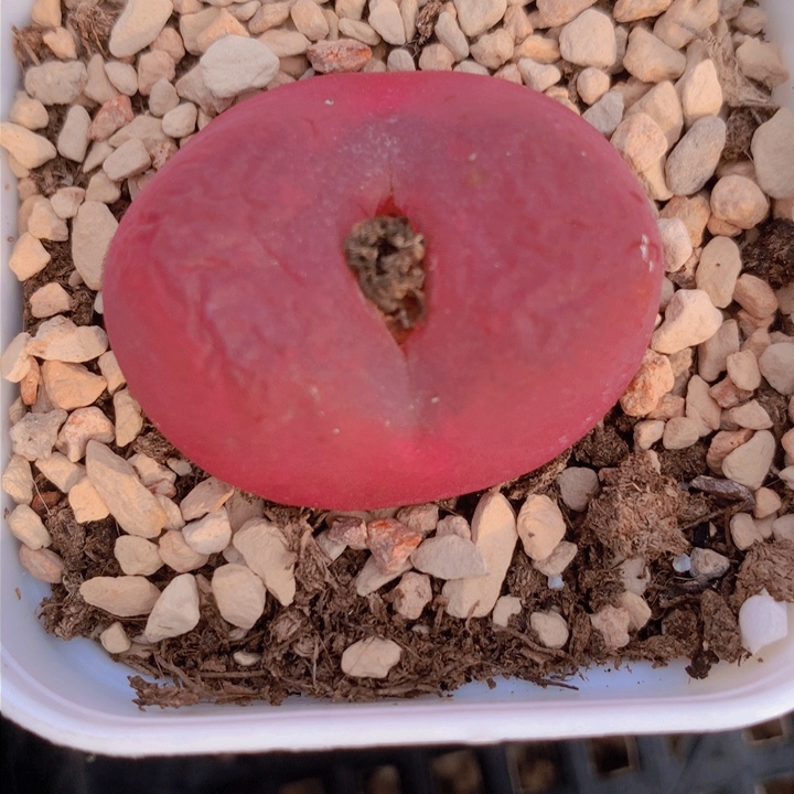 155555588888888888888866555555