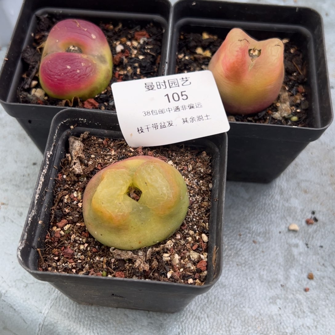 祁*@105号毛3.3多肉植物