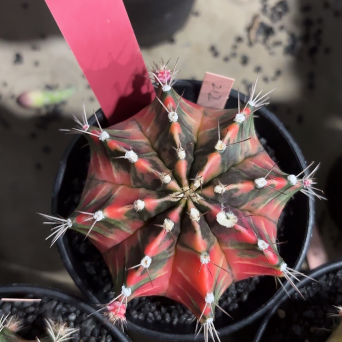 L679-0102泰国发货  212