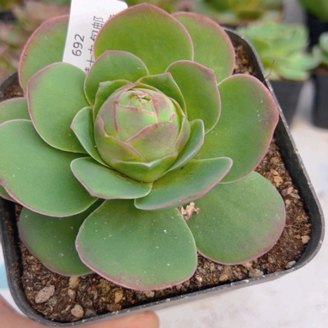 692 山地玫瑰基地玉芷玫瑰