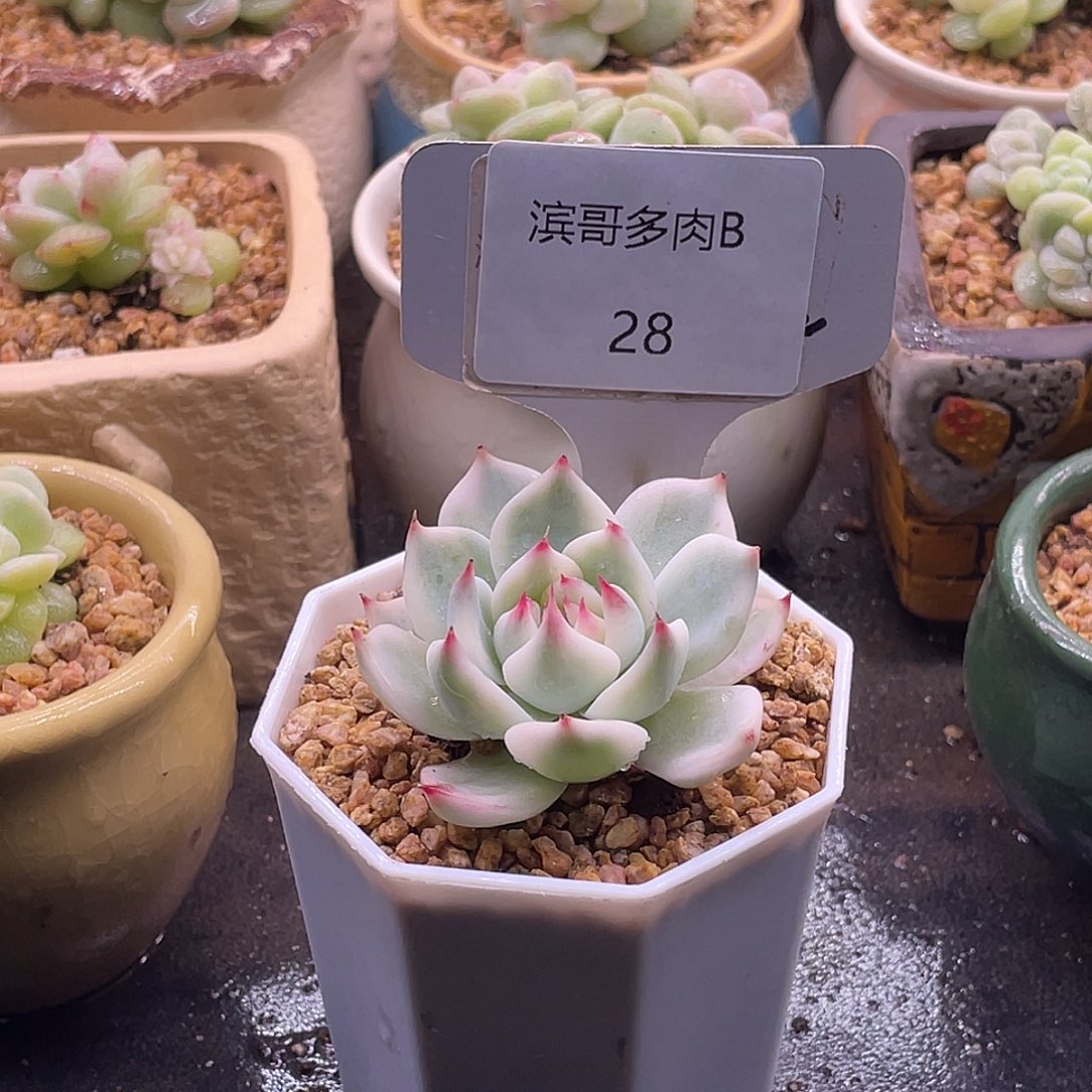 滨哥多肉B28吉娃娃白覆轮锦