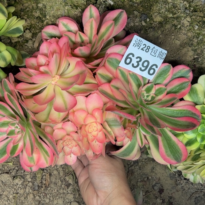 6394女巫多肉植物