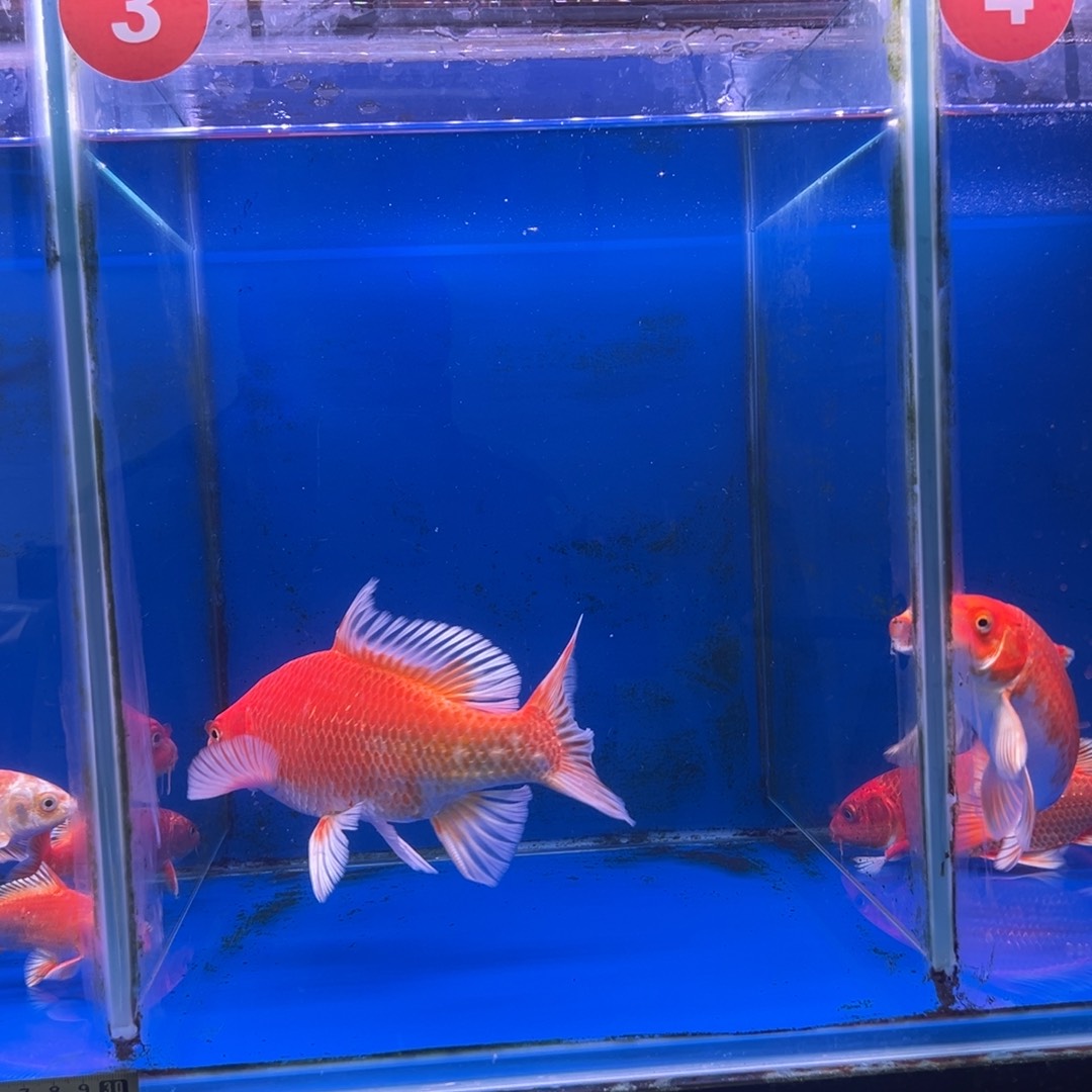 爱***~海水鱼花红蝴蝶鲤20公分左右