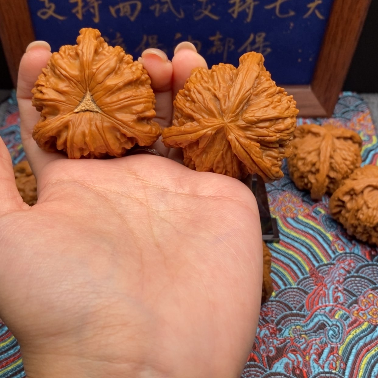 【闪购商品】白狮子及工具