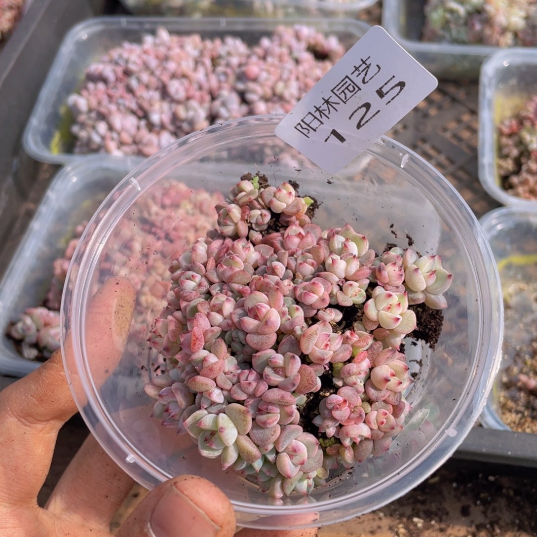 多肉植物多肉植物125