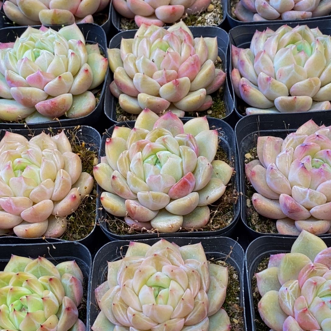 337多人受伤，你是