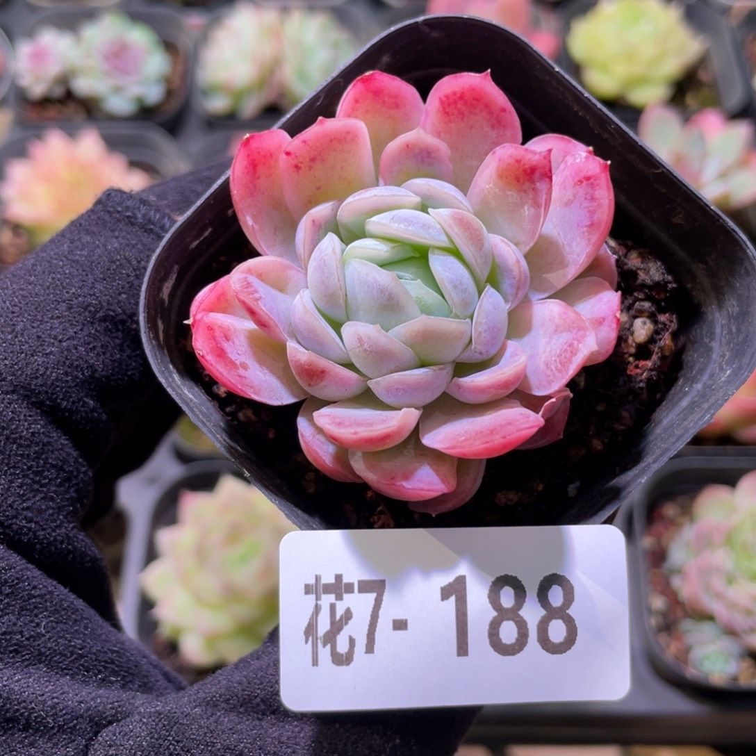 花利美7-188冰梅单头