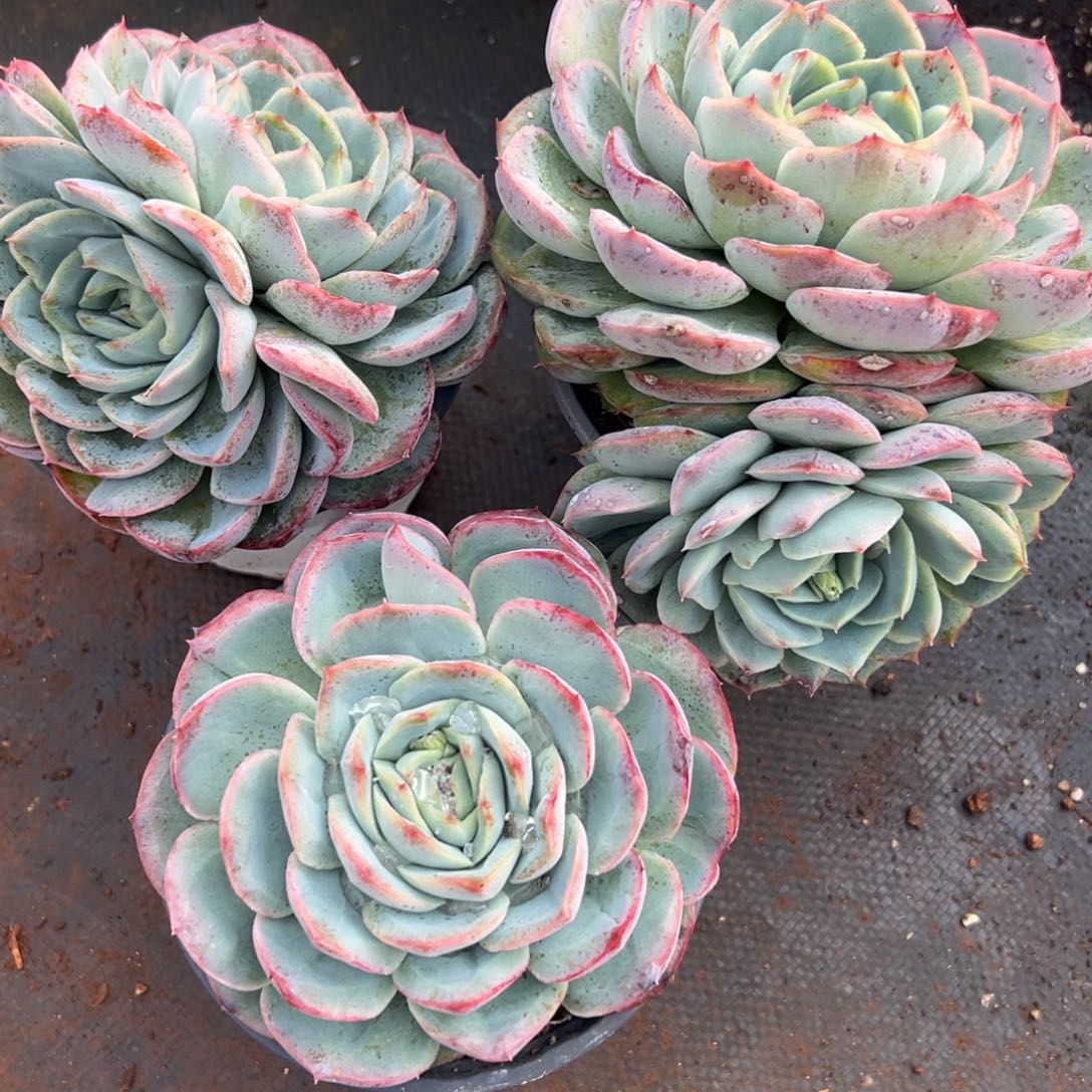 多肉植物恻隐杂交三个