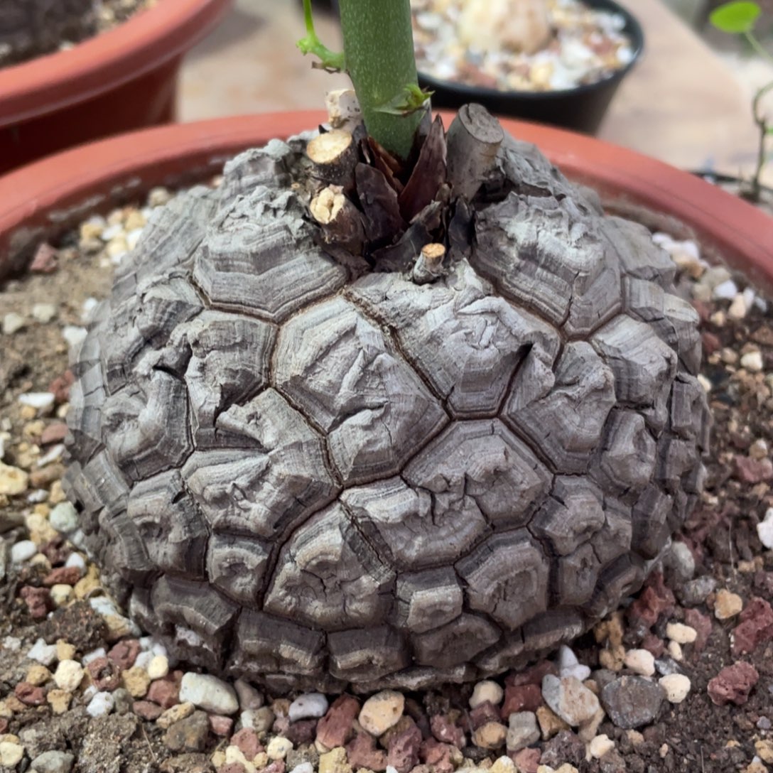 盆栽，龟甲龙11公分