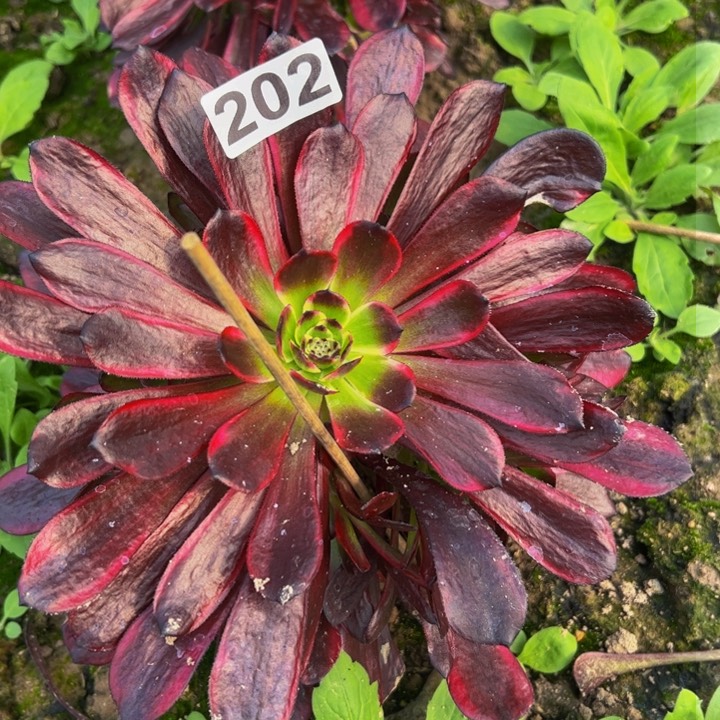 202多肉植物法师