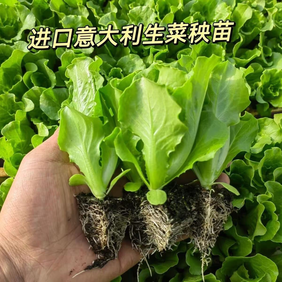 新鲜香脆生菜秧苗带土发货耐热耐寒四季可种易活室内可种