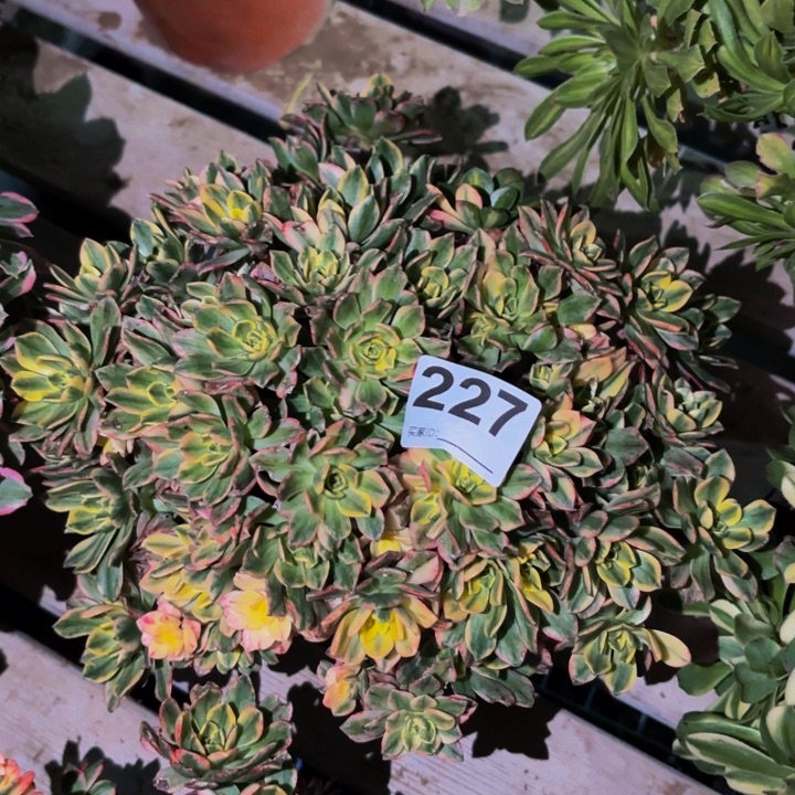 227甜茶多肉植物不售后