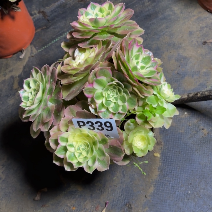 瑞妈，，，。。。。。339？绿体