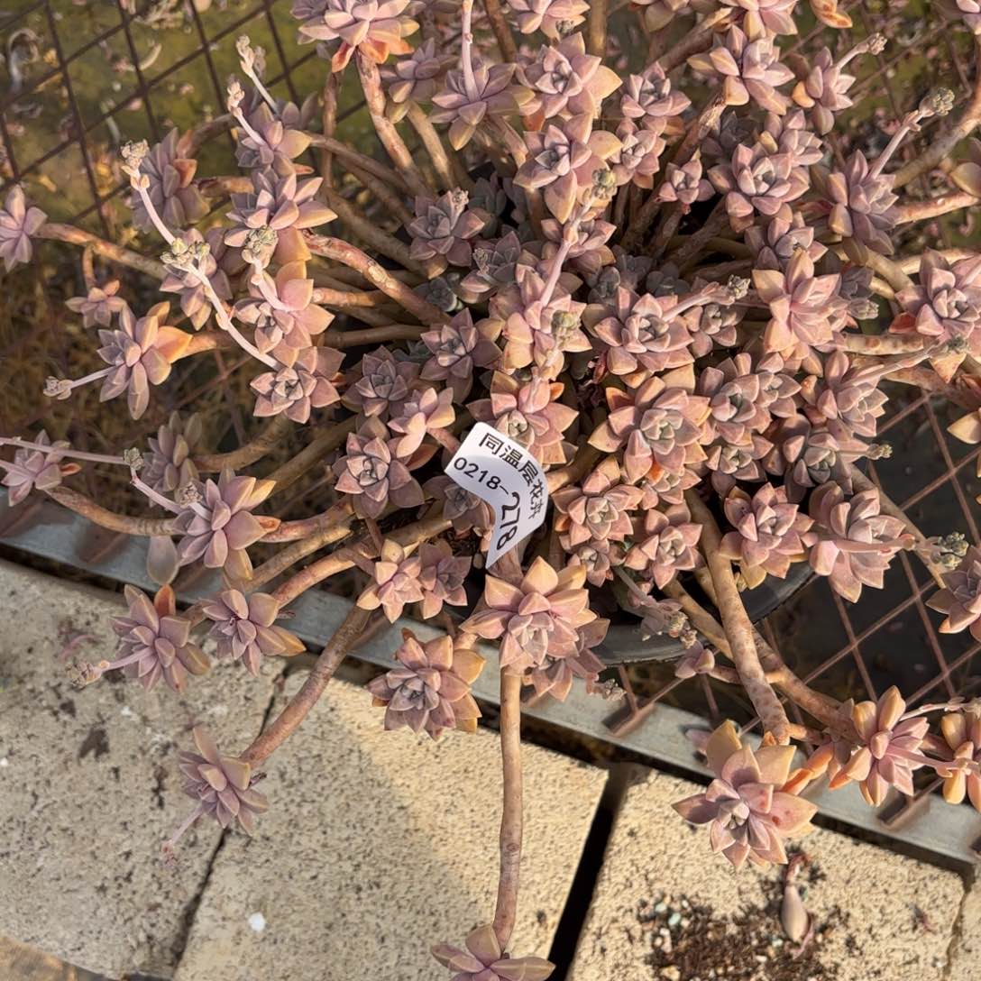 同温层多肉278阿伦陪