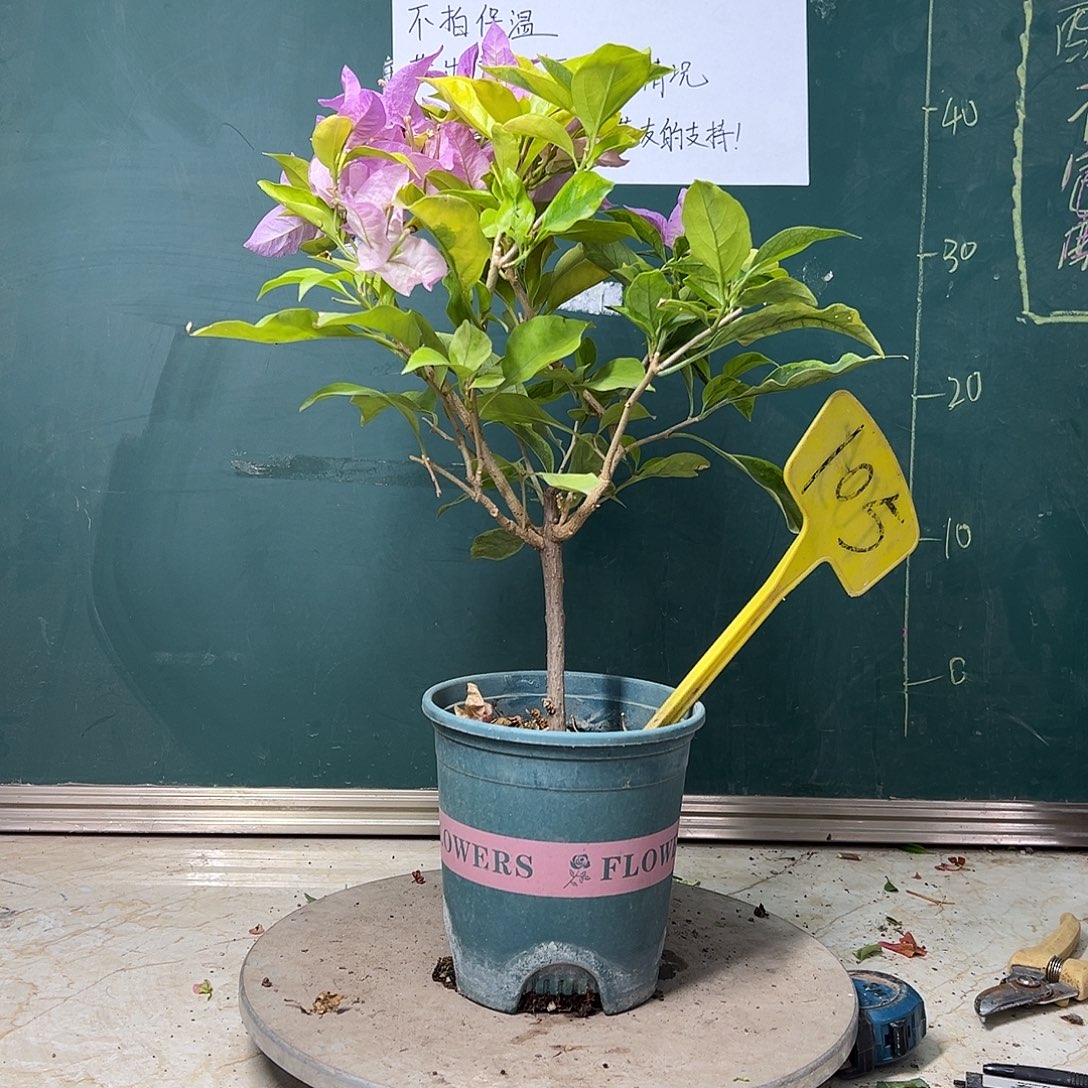 完全开放  金边叶新加坡大宫粉  105