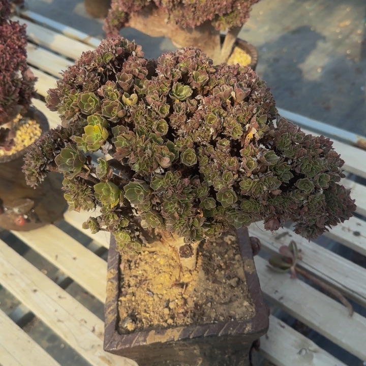 砍头法师默认瑕疵201