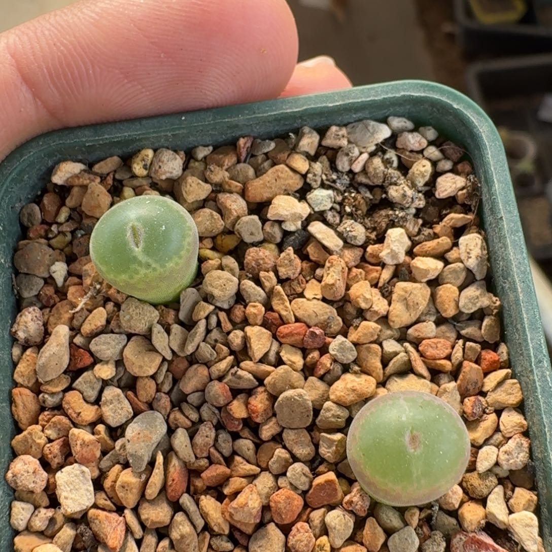 雪***瑰云缦精品番杏6.21