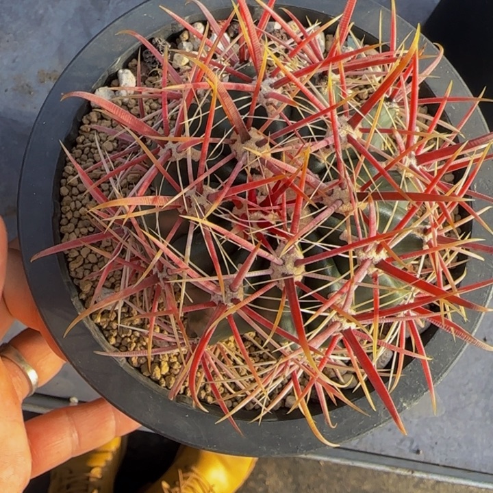 宽刺日系神仙玉大福利