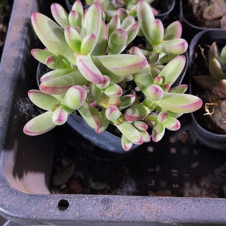 小天狗群2.8带哦土发