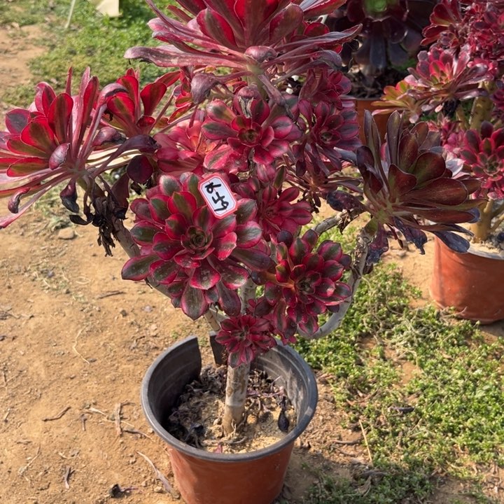 16-59丽娜多肉植物