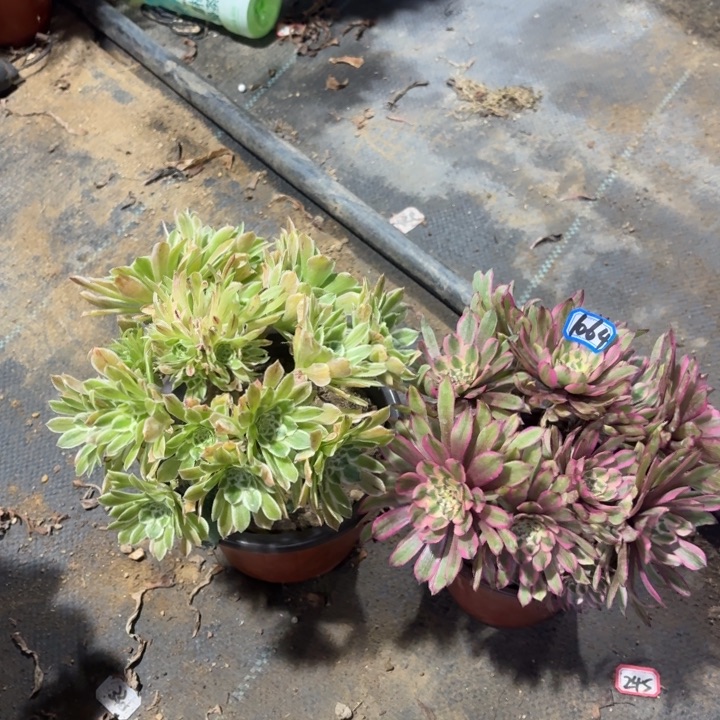 组合两颗1064法师多肉