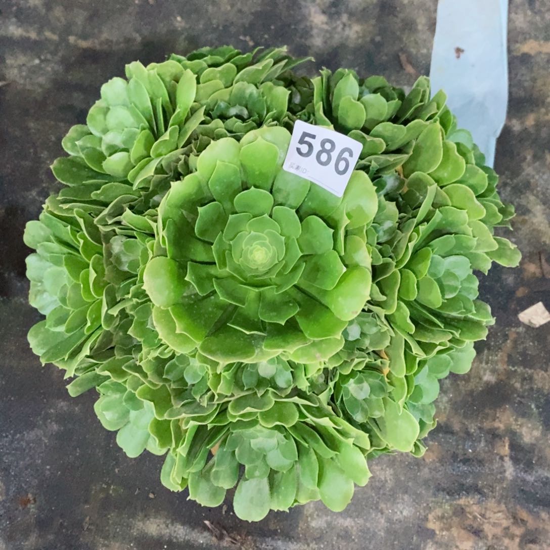 绿玫瑰586多肉1111