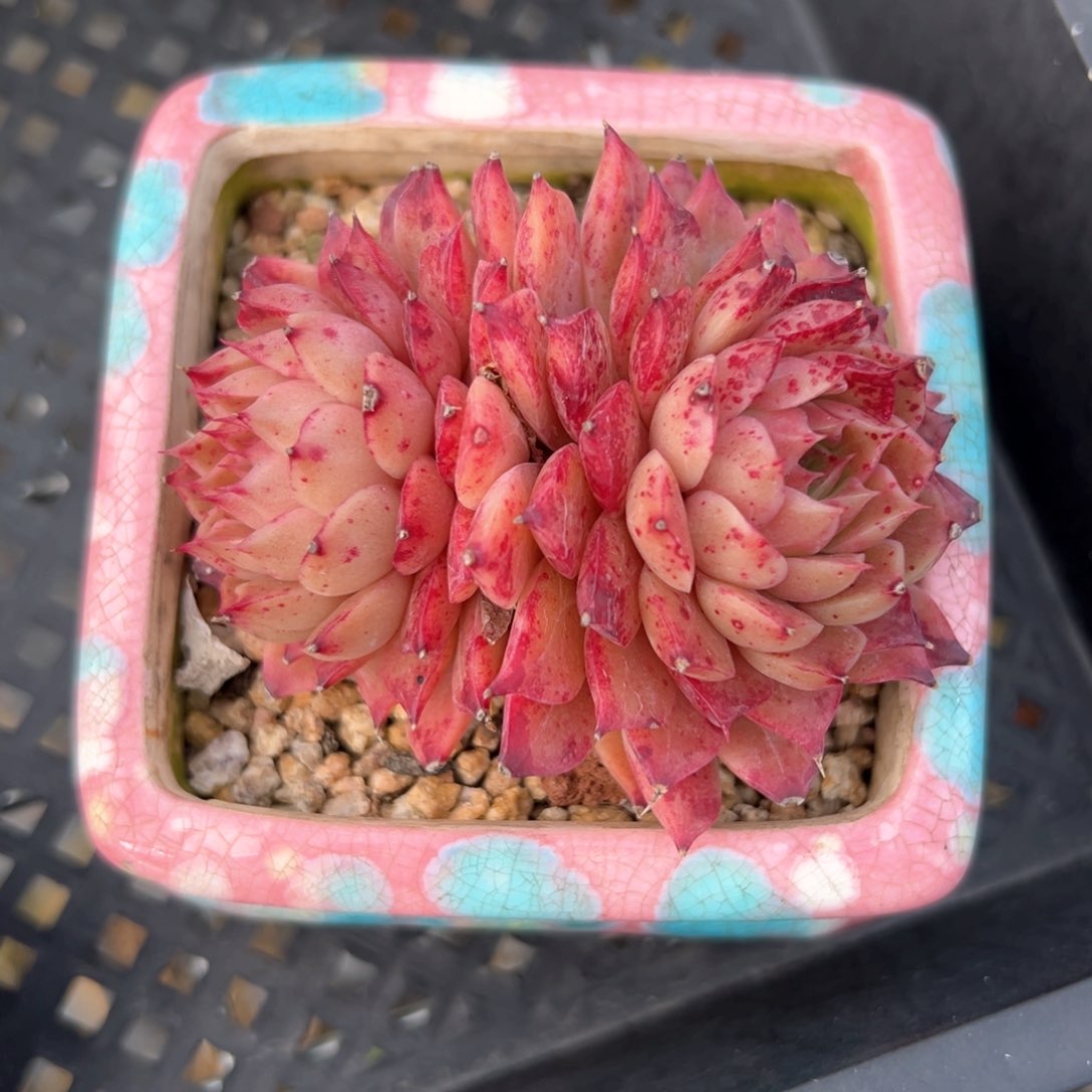 小海螺（满38包邮）多肉