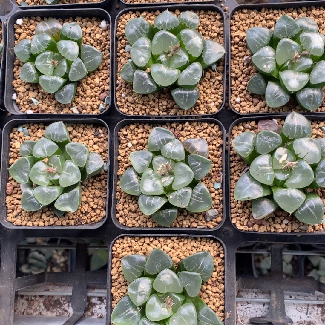 一颗姬翠 高货。  