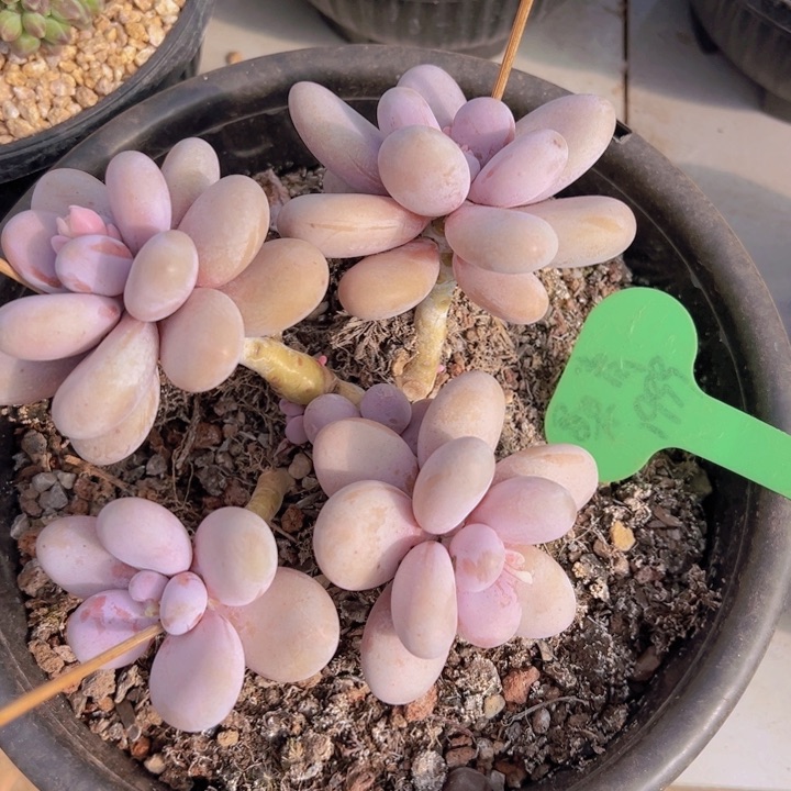 健健康康平平安安