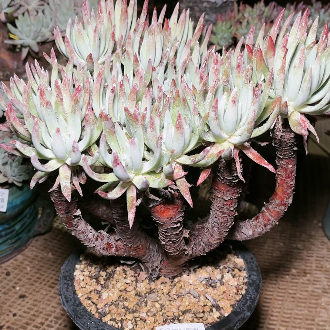 9096雪花仙女杯多肉