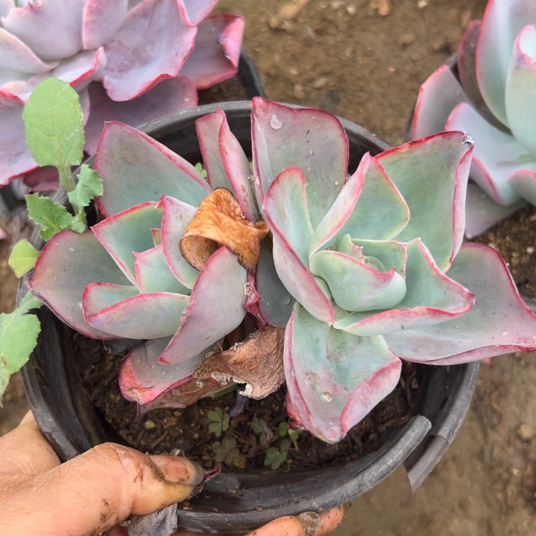 多肉植物植物营养液