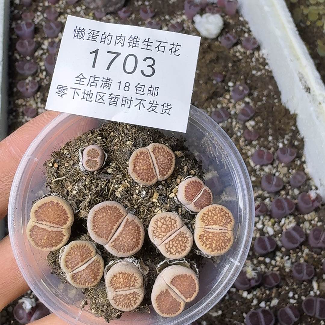 1703 哈哈哈哈哈哈哈哈哈