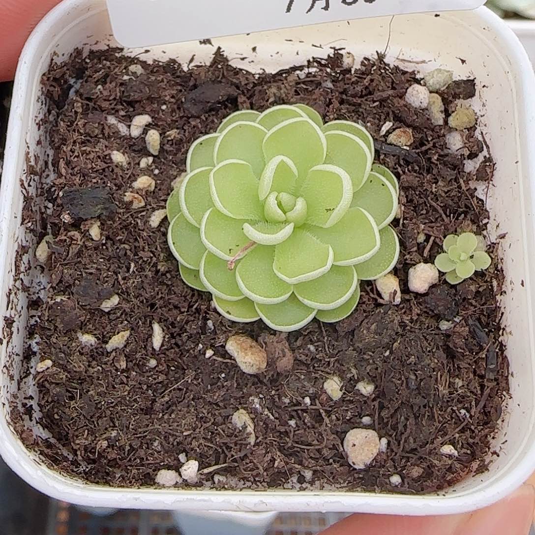 多肉0730-214爱丽丝捕虫堇