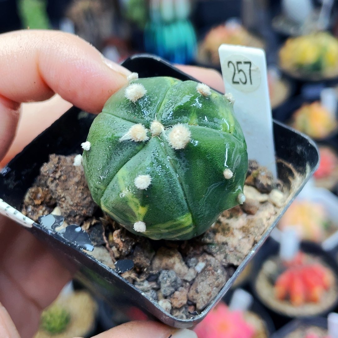 非偏远地区满25包邮仙人球