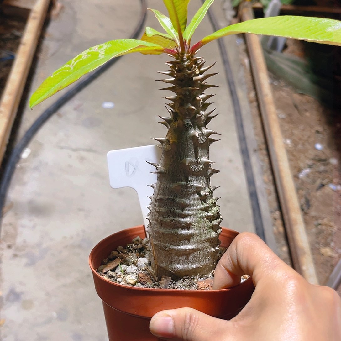 肉****肚巴洛尼棒槌Q22号