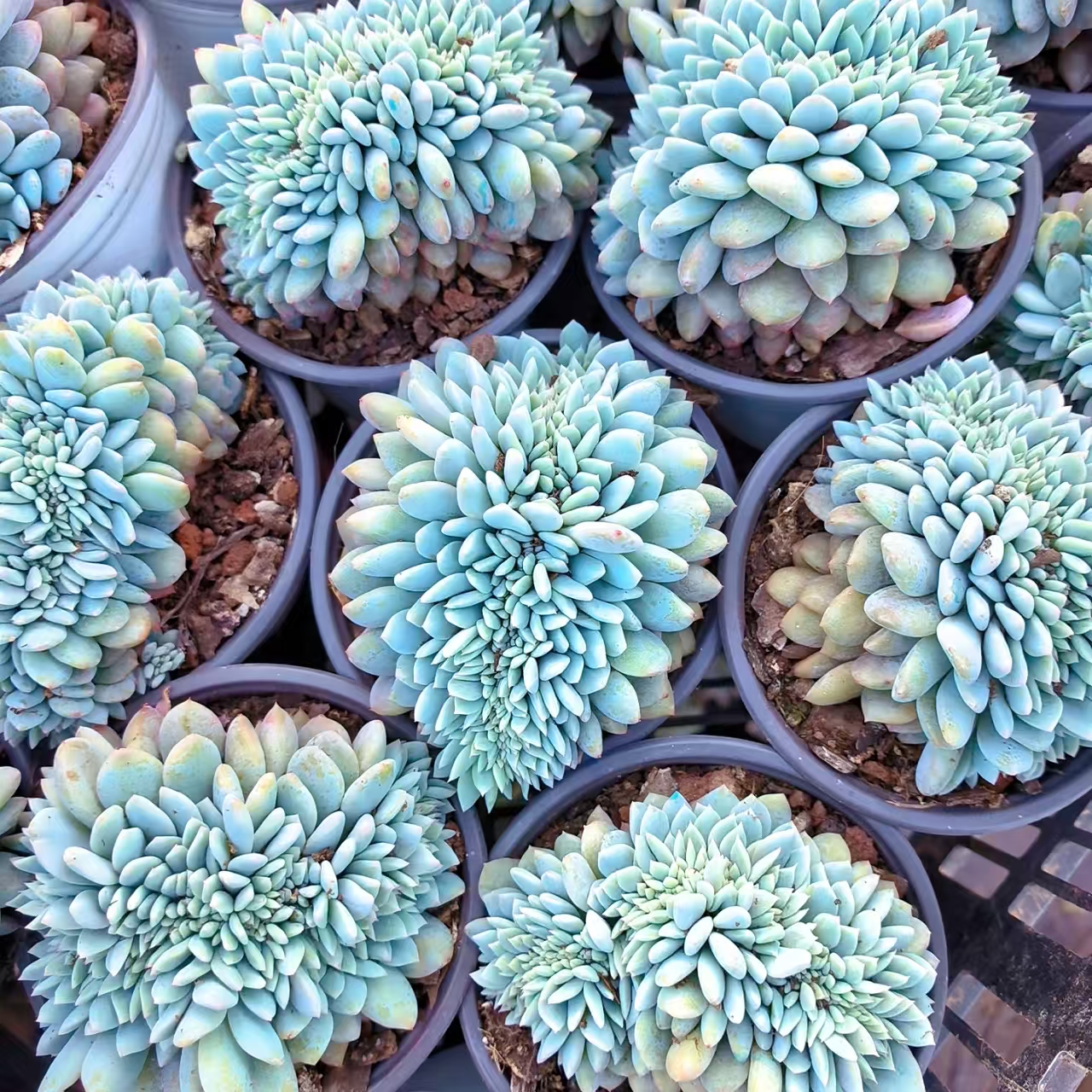 【梦露缀】 多肉植物 绿植盆栽