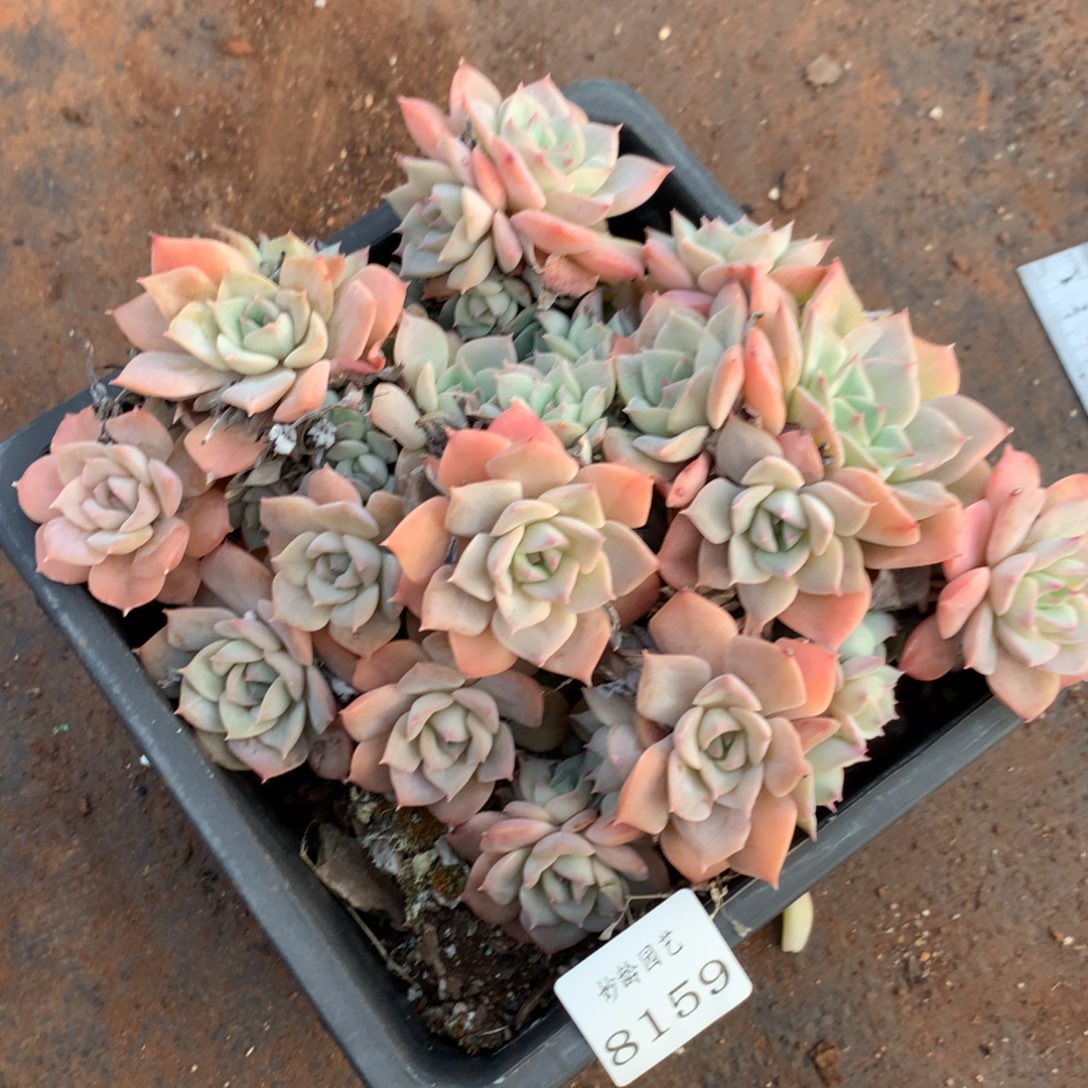8159杂交多肉植物